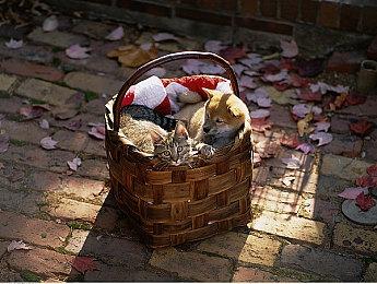 《死亡岛2》新武器红之死武士刀推出 斩杀丧尸更爽快