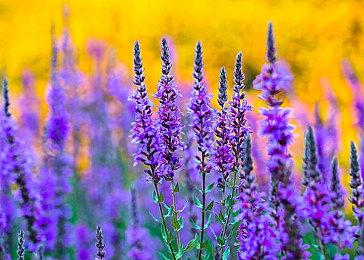 仍处于测试阶段的《Deadlock》已经开始出现作弊者