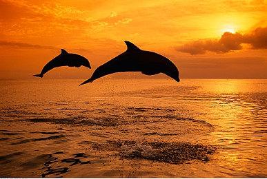 育碧《星战》被批不再关心优化 PC采用双重加密