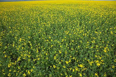 《Apex英雄》和《命运2》是Steam最挣钱的免费游戏